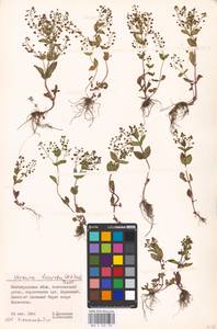 MHA 0 160 130, Veronica heureka (M. A. Fisch.) Tzvelev, Eastern Europe, Lower Volga region (E9) (Russia)