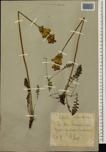 Pedicularis sceptrum-carolinum L., Siberia, Yakutia (S5) (Russia)