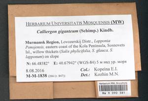 Calliergon giganteum (Schimp.) Kindb., Bryophytes, Bryophytes - Karelia, Leningrad & Murmansk Oblasts (B4) (Russia)