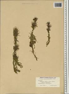 Stachys lavandulifolia Vahl, Caucasus, Armenia (K5) (Armenia)