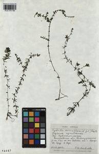 KUZ 018 185, Hydrilla verticillata (L.f.) Royle, Siberia, Altai & Sayany Mountains (S2) (Russia)