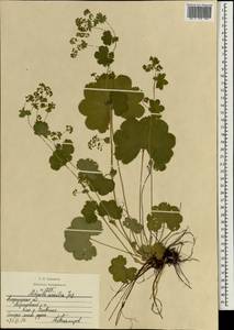Alchemilla sarmatica Juz., Eastern Europe, Central region (E4) (Russia)