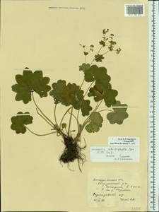 Alchemilla schistophylla Juz., Eastern Europe, Central forest region (E5) (Russia)