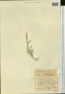 Digitaria sanguinalis (L.) Scop., Siberia, Chukotka & Kamchatka (S7) (Russia)