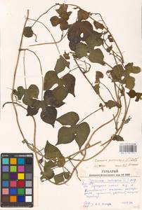 Ipomoea purpurea (L.) Roth, Eastern Europe, South Ukrainian region (E12) (Ukraine)