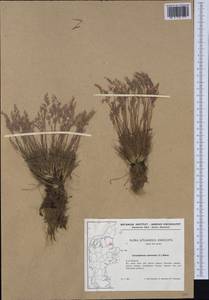 Corynephorus canescens (L.) P.Beauv., Western Europe (EUR) (Denmark)