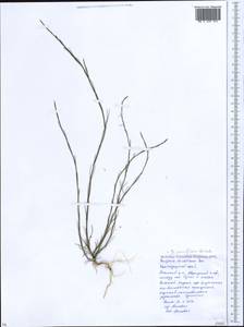 Bufonia tenuifolia, Caucasus, Krasnodar Krai & Adygea (K1a) (Russia)