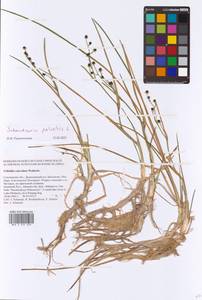 Scheuchzeria palustris L., Eastern Europe, Western region (E3) (Russia)