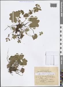 Alchemilla, Eastern Europe, Northern region (E1) (Russia)