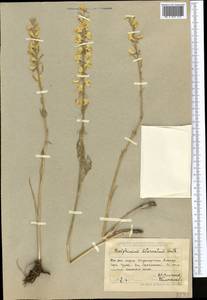 Delphinium biternatum Huth, Middle Asia, Dzungarian Alatau & Tarbagatai (M5) (Kazakhstan)