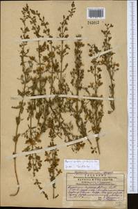 Hypericum elongatum subsp. apiculatum N.K.B. Robson, Middle Asia, Western Tian Shan & Karatau (M3) (Kazakhstan)