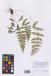 Cystopteris fragilis (L.) Bernh., Eastern Europe, Moscow region (E4a) (Russia)