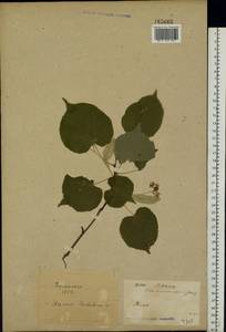 Tilia platyphyllos Scop., Eastern Europe, North Ukrainian region (E11) (Ukraine)