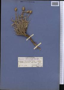 Cousinia stenophylla Kult., Middle Asia, Kopet Dag, Badkhyz, Small & Great Balkhan (M1) (Turkmenistan)