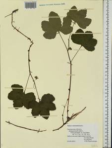 Rubus chamaemorus L., Eastern Europe, Western region (E3) (Russia)