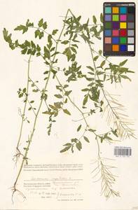 Cardamine impatiens L., Eastern Europe, Lower Volga region (E9) (Russia)