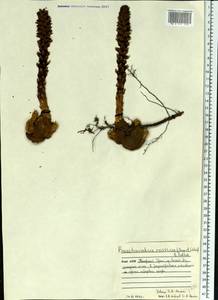 Boschniakia rossica (Cham. & Schlecht) B. Fedtsch., Eastern Europe, Northern region (E1) (Russia)