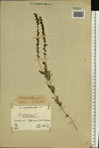 Veronica austriaca subsp. dentata (F. W. Schmidt) Watzl, Eastern Europe, North Ukrainian region (E11) (Ukraine)