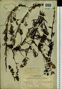 Artemisia norvegica subsp. saxatilis (Besser) H. M. Hall & Clem., Siberia, Chukotka & Kamchatka (S7) (Russia)