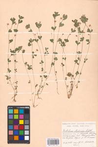 Trifolium dubium Sibth., Eastern Europe, Moscow region (E4a) (Russia)