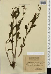 Silene latifolia subsp. latifolia, Caucasus, Armenia (K5) (Armenia)