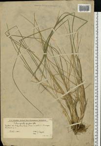 Calamagrostis epigejos (L.) Roth, Eastern Europe, Lower Volga region (E9) (Russia)