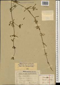 Galium aparine L., Caucasus, Stavropol Krai, Karachay-Cherkessia & Kabardino-Balkaria (K1b) (Russia)