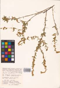 Krascheninnikovia ceratoides (L.) Gueldenst., Middle Asia, Caspian Ustyurt & Northern Aralia (M8) (Kazakhstan)