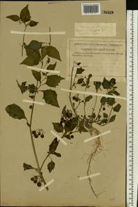Solanum nigrum L., Eastern Europe, Central region (E4) (Russia)