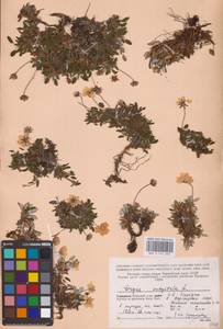 Dryas octopetala L., Eastern Europe, Northern region (E1) (Russia)