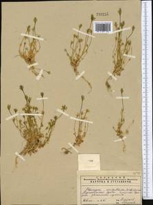 Lomatogonium carinthiacum (Wulfen) Reichenb., Middle Asia, Pamir & Pamiro-Alai (M2)