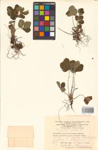 Fragaria vesca L., Eastern Europe, Eastern region (E10) (Russia)