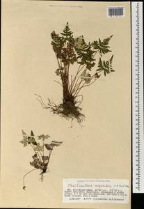 Aleuritopteris argentea (S. G. Gmel.) Fée, Mongolia (MONG) (Mongolia)
