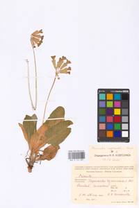 Primula ruprechtii Kusnezowa ex Lipsky, Caucasus, Stavropol Krai, Karachay-Cherkessia & Kabardino-Balkaria (K1b) (Russia)