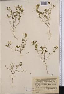Trigonella grandiflora Bunge, Middle Asia, Syr-Darian deserts & Kyzylkum (M7) (Kazakhstan)