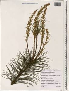 Pinus dalatensis Ferré, South Asia, South Asia (Asia outside ex-Soviet states and Mongolia) (ASIA) (Vietnam)