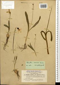 Galanthus woronowii Losinsk., Caucasus, Abkhazia (K4a) (Abkhazia)