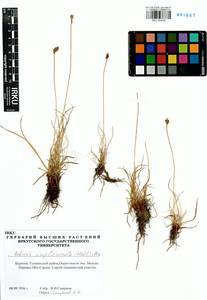 Carex simpliciuscula Wahlenb., Siberia, Baikal & Transbaikal region (S4) (Russia)