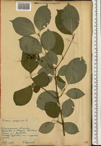 Cornus sanguinea L., Eastern Europe, South Ukrainian region (E12) (Ukraine)