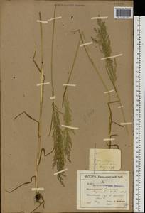 Poa trivialis L., Eastern Europe, North Ukrainian region (E11) (Ukraine)