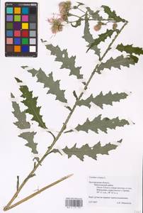 Carduus crispus L., Eastern Europe, Central forest-and-steppe region (E6) (Russia)