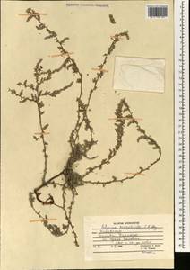 Polygonum paronychioides C. A. Mey., South Asia, South Asia (Asia outside ex-Soviet states and Mongolia) (ASIA) (Afghanistan)