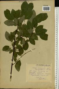 Rhamnus cathartica L., Eastern Europe, Middle Volga region (E8) (Russia)