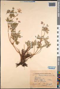 Geranium wlassovianum Fisch. ex Link, Siberia, Baikal & Transbaikal region (S4) (Russia)