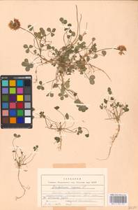 Trifolium repens L., Eastern Europe, Moscow region (E4a) (Russia)