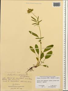 Anthyllis vulneraria subsp. polyphylla (DC.)Nyman, p.p., Caucasus, North Ossetia, Ingushetia & Chechnya (K1c) (Russia)
