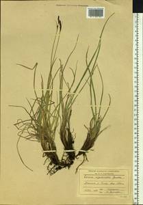 Carex rigidioides (Gorodkov) V.I.Krecz., Siberia, Baikal & Transbaikal region (S4) (Russia)