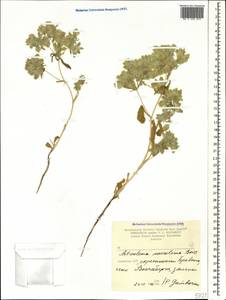 Actinolema macrolema Boiss., Caucasus, Armenia (K5) (Armenia)