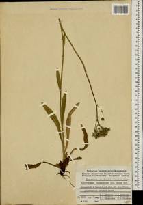 Pilosella auriculoides (Láng) Arv.-Touv., Caucasus, Azerbaijan (K6) (Azerbaijan)