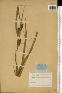 Carex rostrata Stokes, Eastern Europe, North-Western region (E2) (Russia)